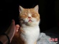 爱漾月之猫目直径多少，