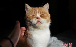 爱漾月之猫目直径多少，